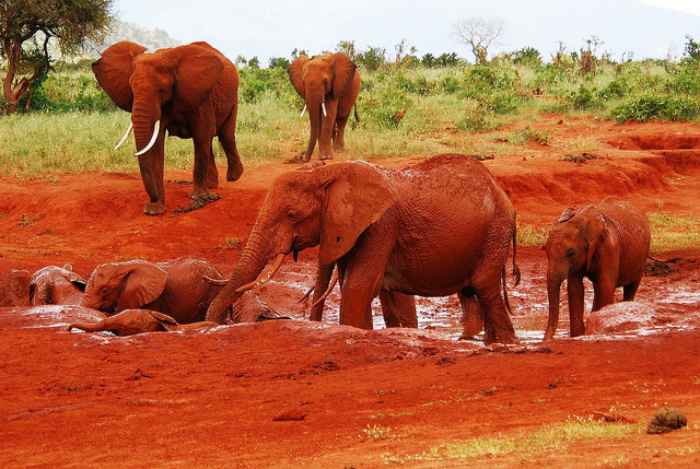 Ασυνήθιστοι... κόκκινοι ελέφαντες στην Κένυα! (pics)