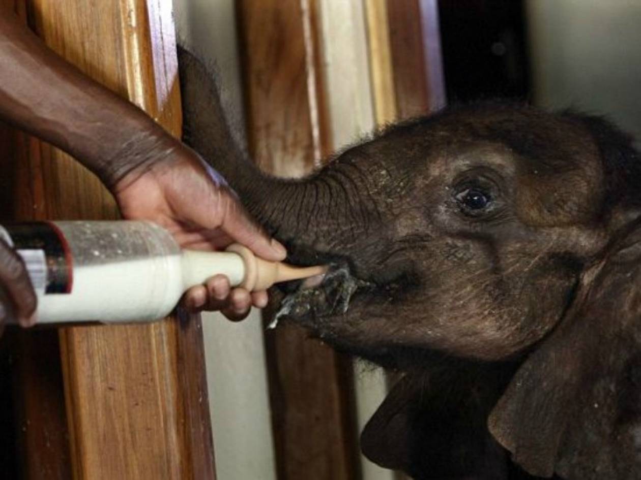 Μωρό ελέφαντας δεν αποχωρίζεται τη «μητέρα» του και δύο σκύλους