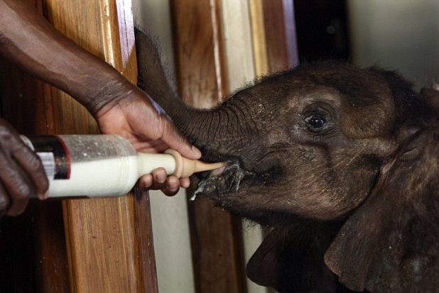 Μωρό ελέφαντας δεν αποχωρίζεται τη «μητέρα» του και δύο σκύλους
