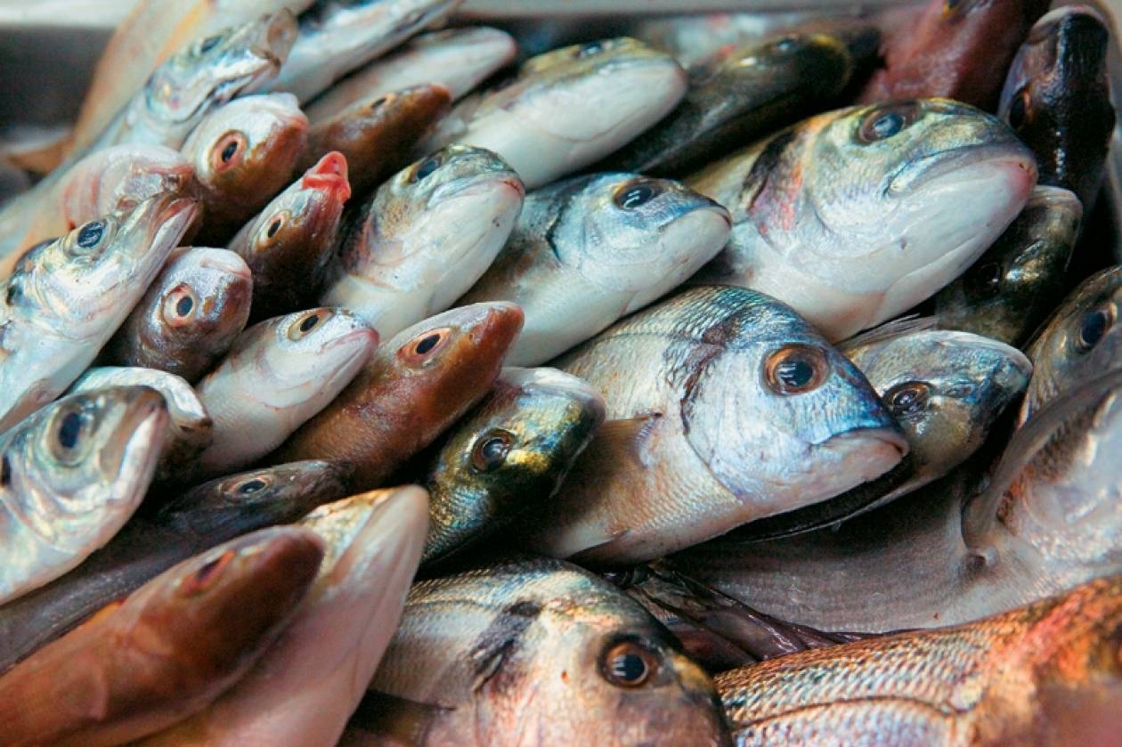 Ο ΟΠΕ υλοποιεί επιχειρησιακό σχέδιο προώθησης κατεψυγμένων αλιευμάτων
