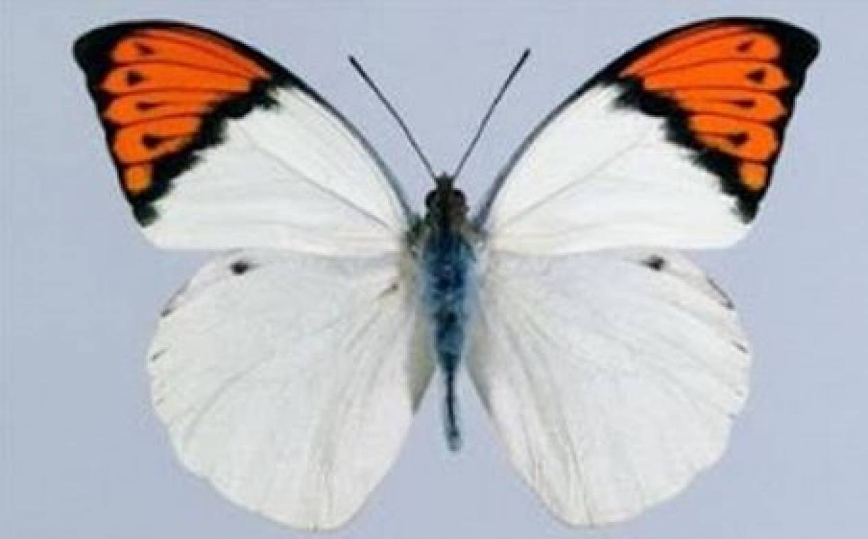 Όμορφη ασιατική πεταλούδα έκρυβε θανάσιμο μυστικό