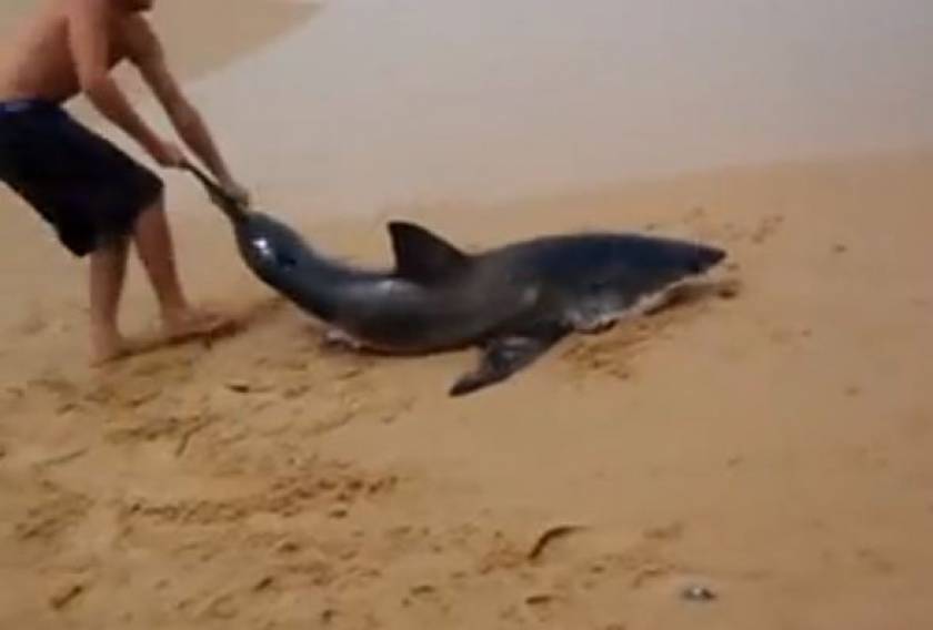 Βίντεο: Άνδρας τραβάει λευκό καρχαρία πίσω στη θάλασσα
