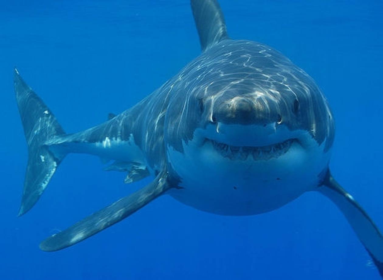ΗΠΑ: Βρέθηκε νεκρός από επίθεση καρχαρία στη Καλιφόρνια
