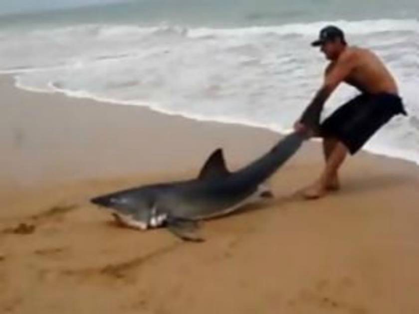 ΣΥΓΚΛΟΝΙΣΤΙΚΟ VIDEO: Τραβάει με τα χέρια Λευκό Καρχαρία στη θάλασσα!