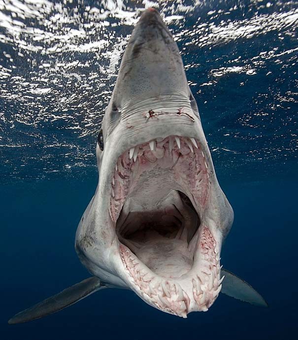 Εντυπωσιακές εικόνες: Έζησε από κοντά τα «Τα Σαγόνια του καρχαρία»