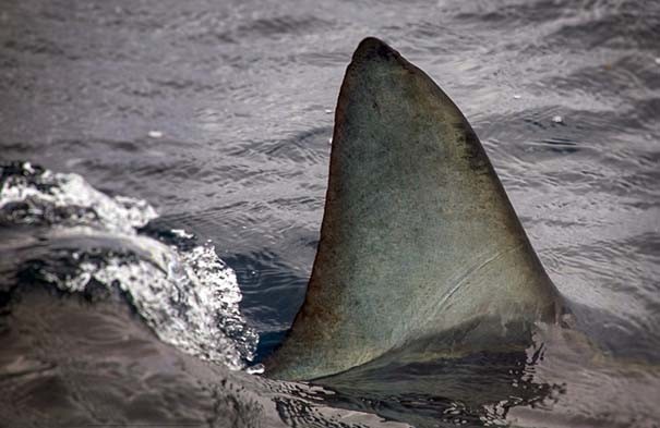 Εντυπωσιακές εικόνες: Έζησε από κοντά τα «Τα Σαγόνια του καρχαρία»