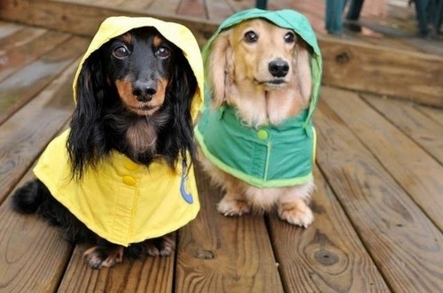Σκυλάκια έτοιμα για τον τυφώνα! (pics)