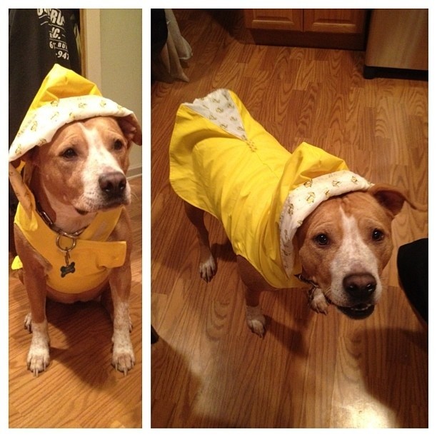 Σκυλάκια έτοιμα για τον τυφώνα! (pics)