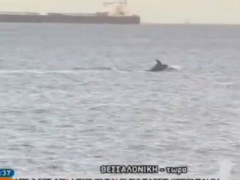 Δελφίνια στο λιμάνι της Θεσσαλονίκης (pics)