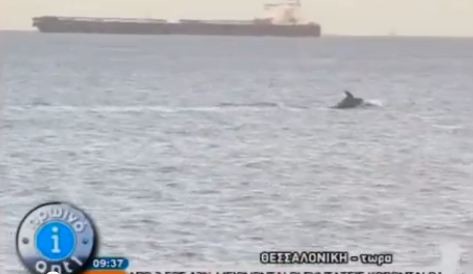 Δελφίνια στο λιμάνι της Θεσσαλονίκης (pics)