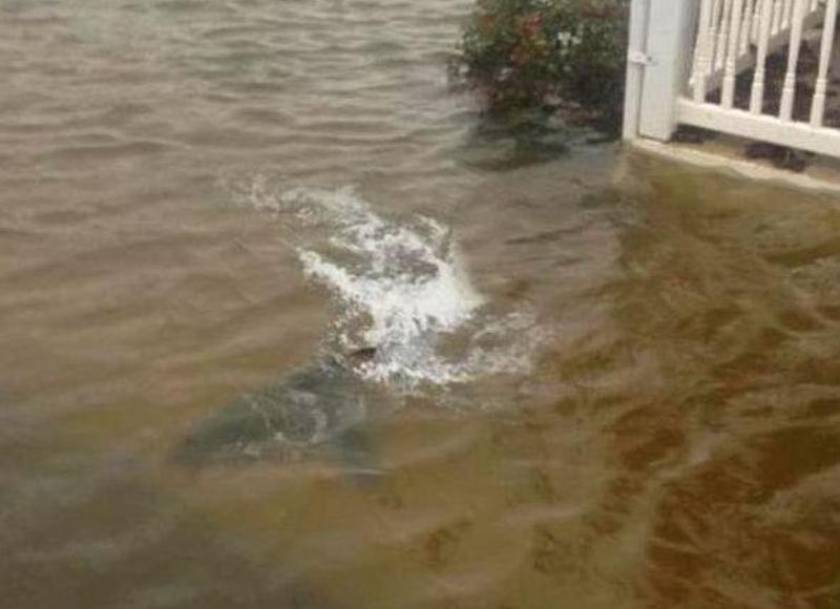 ΑΠΙΣΤΕΥΤΟ: Έφερε και καρχαρίες στη στεριά ο τυφώνας Σάντι!