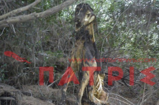 ΦΩΤΟΓΡΑΦΙΑ – ΣΟΚ στην Ηλεία: Κρέμασε σκύλο σε δέντρο