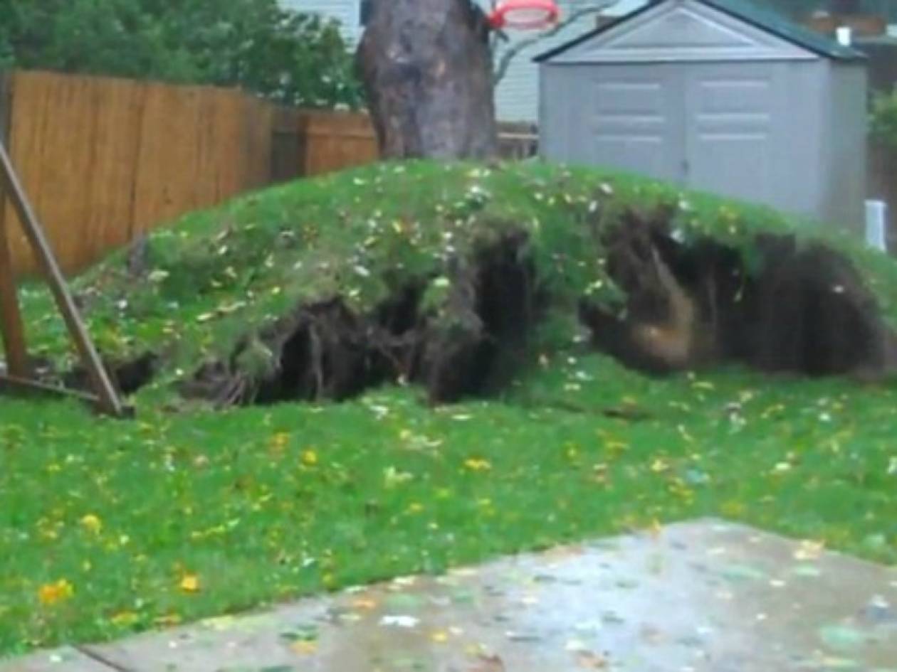 Απίστευτο βίντεο: Ο τυφώνας Σάντι ξεριζώνει δέντρο