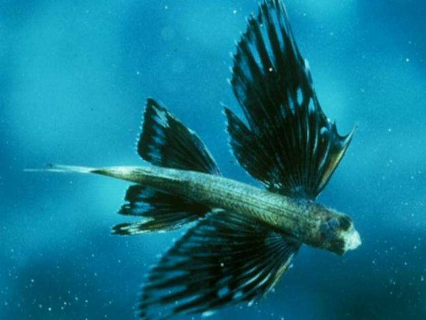 Τα ψάρια πετούσαν πριν εμφανιστούν τα πουλιά, ισχυρίζονται επιστήμονες