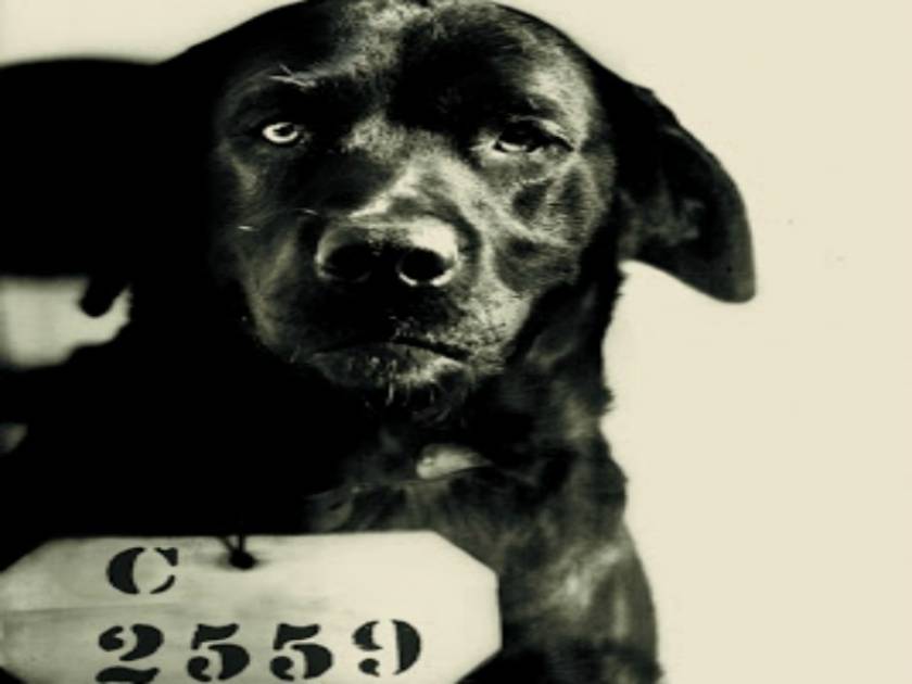 Απίστευτο: Ο σκύλος που καταδικάστηκε σε ισόβια φυλάκιση!