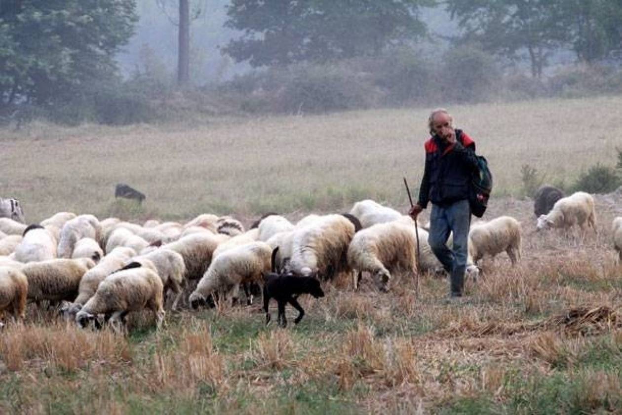 ΥΠΑΑΤ: 25 εκατ. € για ενίσχυση της κτηνοτροφίας