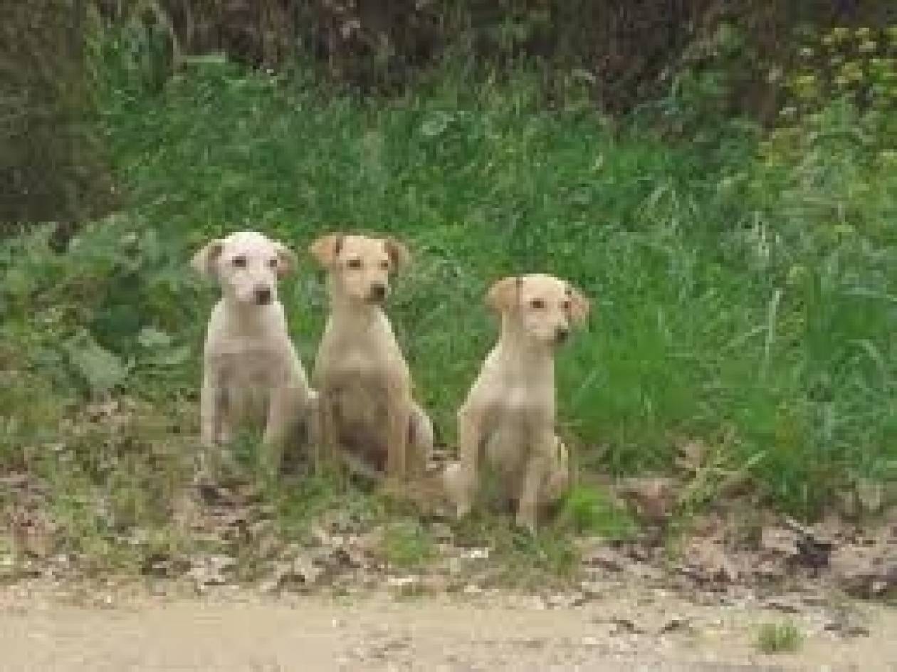 Καταγγελία: Εριξαν «φόλες» σε τρία σκυλιά στη Νεμέα