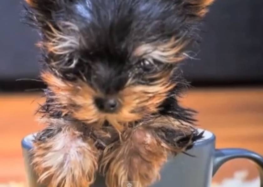 Ο πιο μικρός σκύλος στον κόσμο (βίντεο)