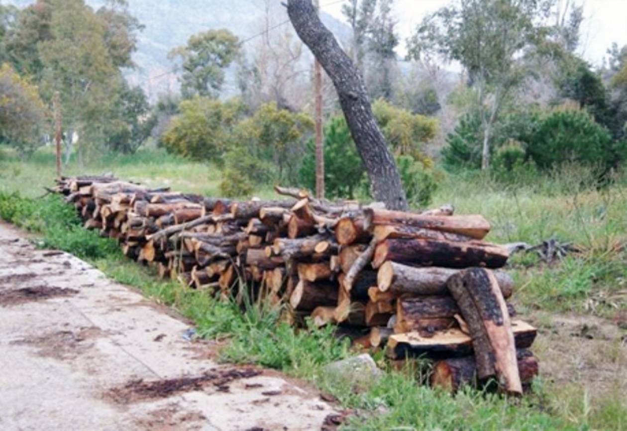 Καταστρέφουν δάση για να τα κάνουν καυσόξυλα