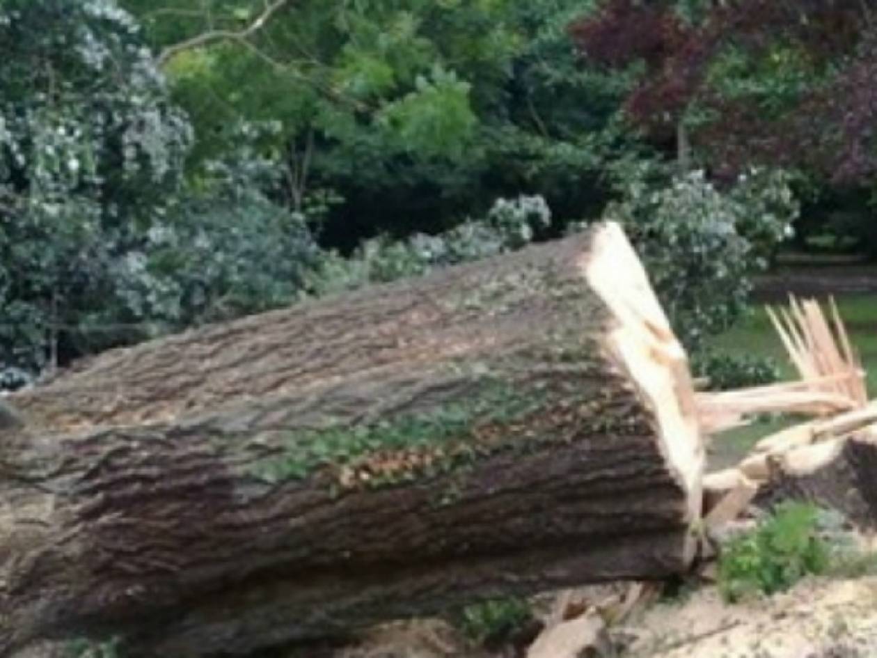 Τραγωδία στην Έδεσσα - Καταπλακώθηκε από κορμό δέντρου