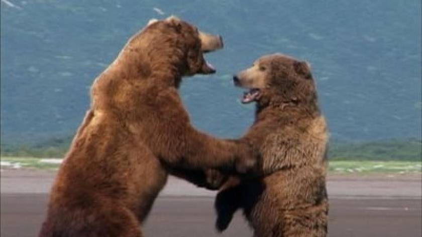 Βίντεο! Αρκούδες μαλλιοτραβιούνται για έναν σολωμό