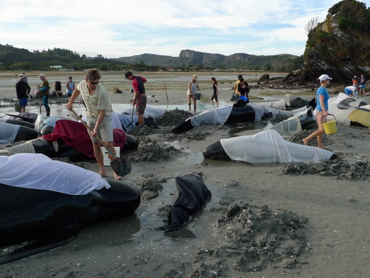 Νεκρές εντοπίστηκαν 11 φάλαινες πιλότοι στη Νέα Ζηλανδία
