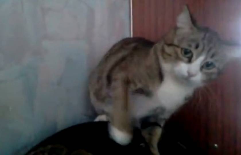 Βίντεο: Η γάτα Ρόκυ Μπαλμπόα