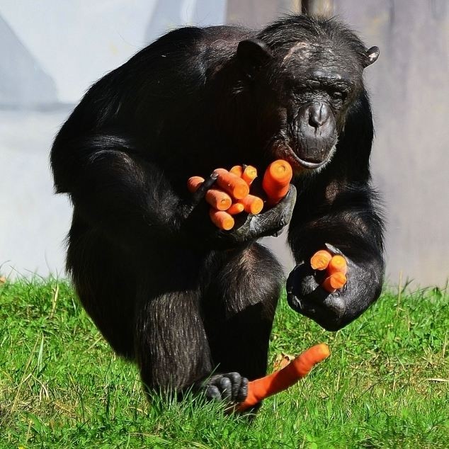 Δείτε ένα λιχούδη χιμπαντζή! (pics)