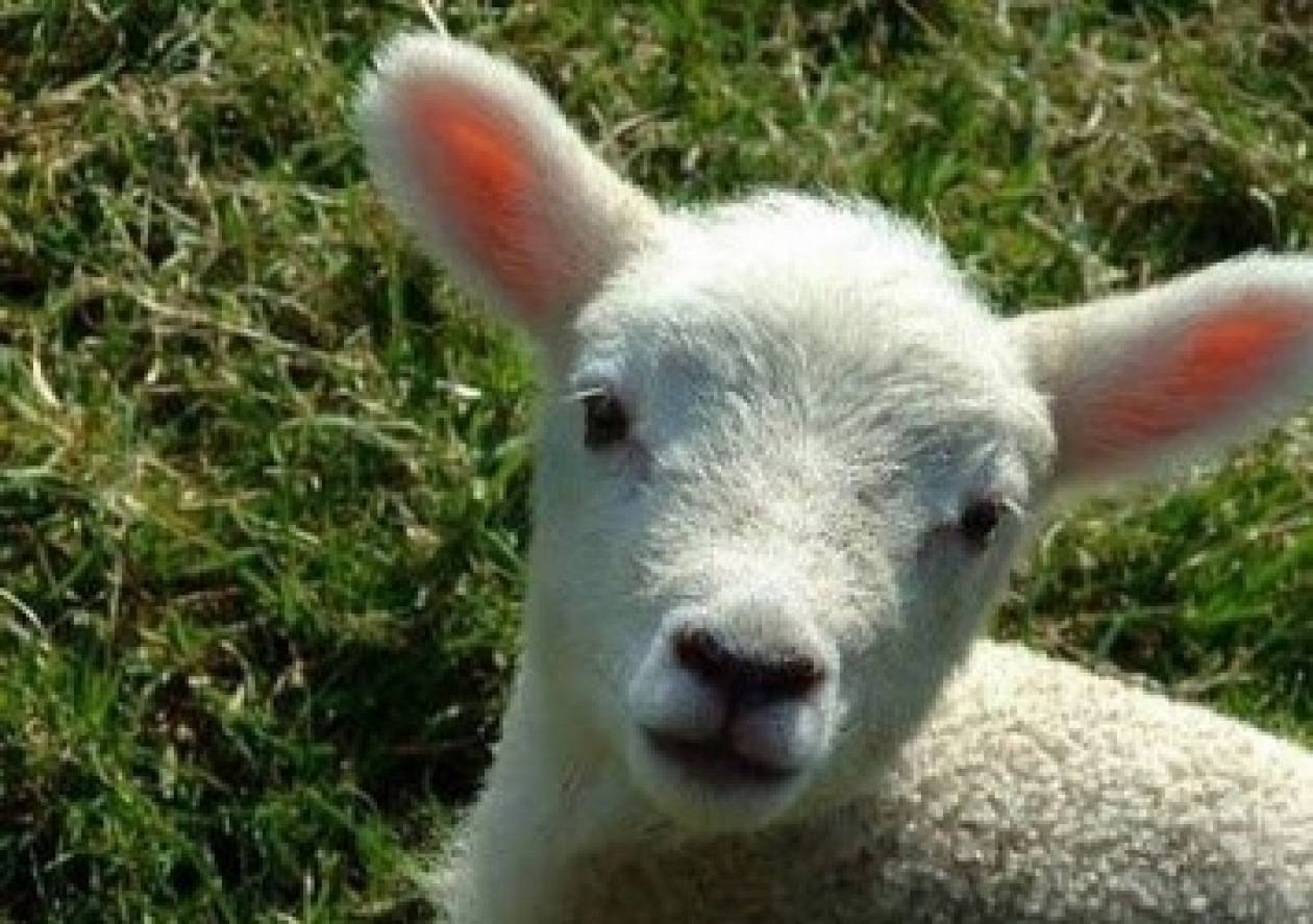 Απίστευτο Βίντεο: Ενα πρόβατο κάνει...τσαμπουκά!