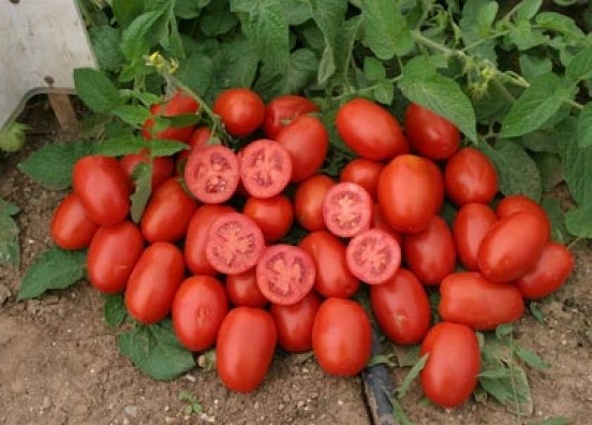 Απειλείται από την Μαροκινή... η ελληνική ντομάτα!