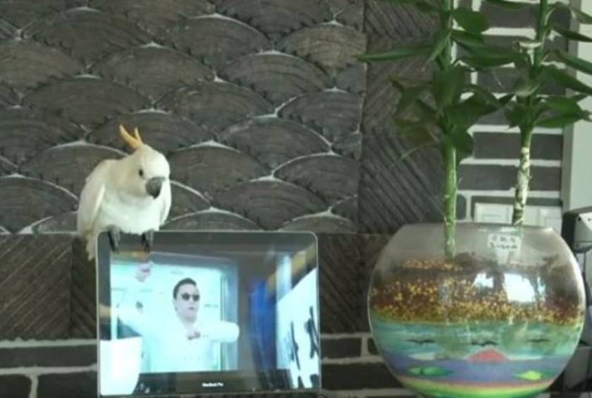 Βίντεο: Παπαγάλος τραγουδάει το «Gangnam Style»