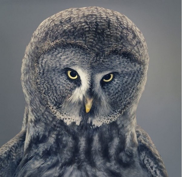 Τα πιο εκφραστικά φωτογραφικά πορτρέτα ζώων και πουλιών(pics)