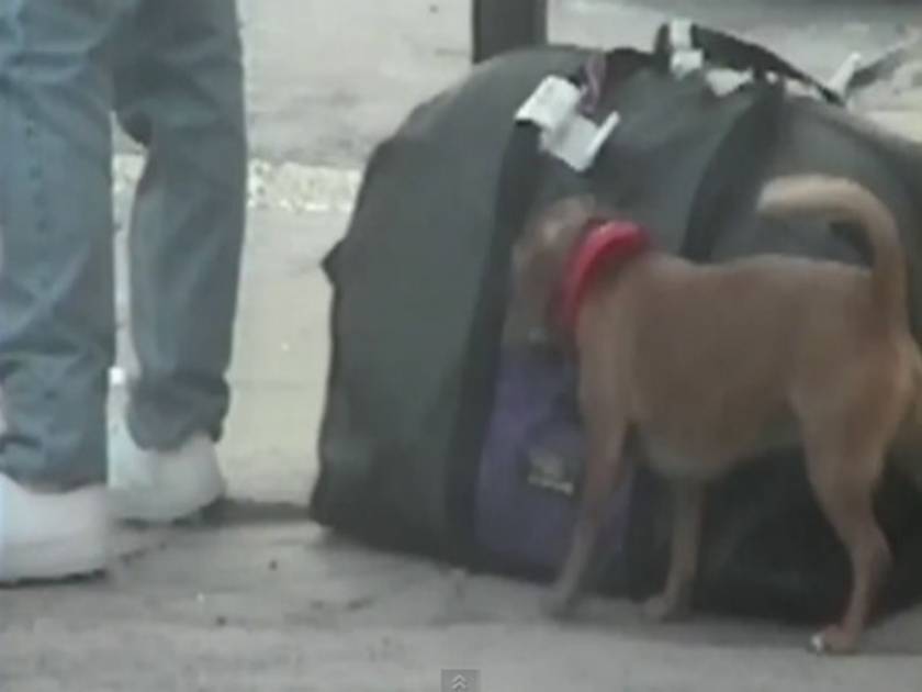 Ξεκαρδιστικό βίντεο: Ο σκύλος... πορτοφολάκιας!