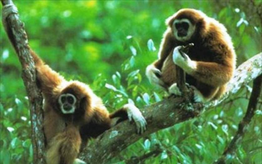 Οι πίθηκοι περνούν κρίση μέσης ηλικίας