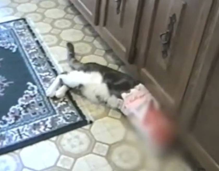 Βίντεο: Η γάτα μπήκε στο κουτί