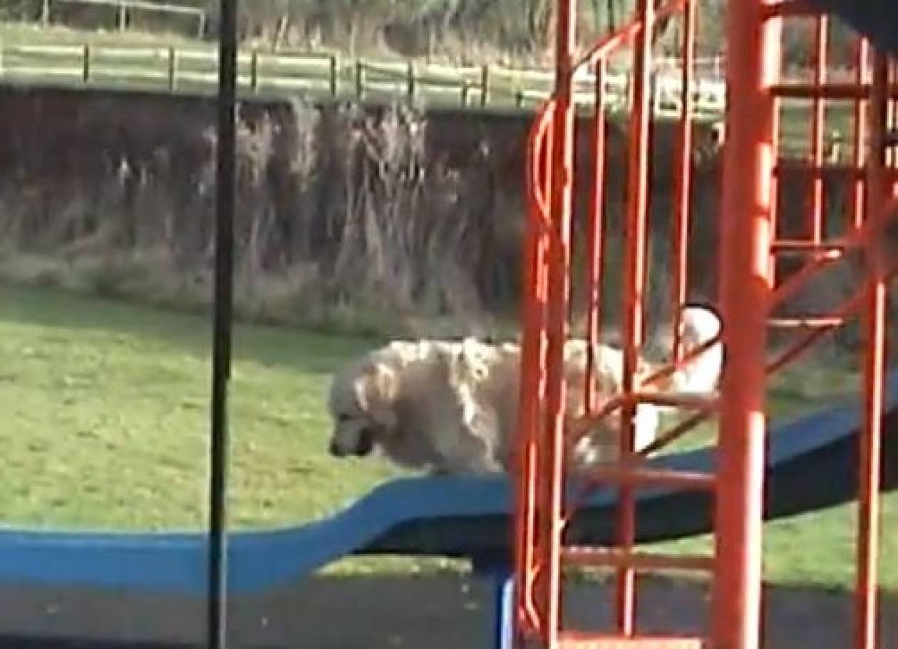 Βίντεο: Ο σκύλος  το έριξε στην… τσουλήθρα