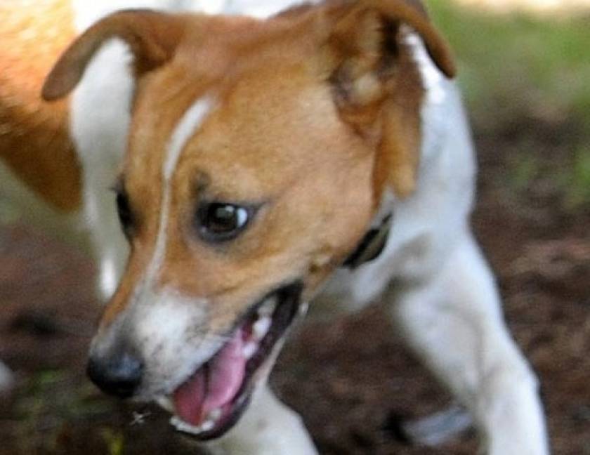 Σοκ-Ο σκύλος της οικογένειας σκότωσε το 8 ημερών βρέφος