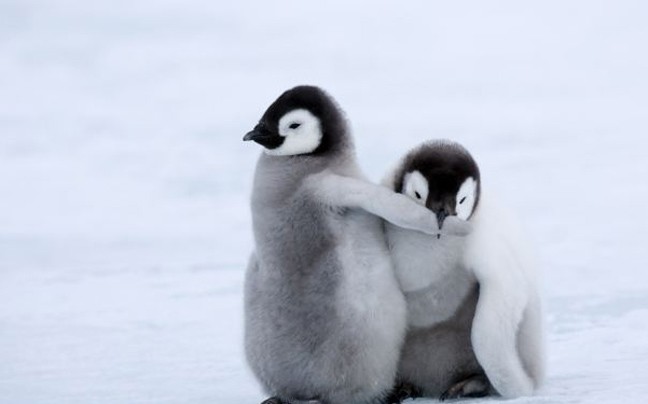 Αξιολάτρευτες πόζες πιγκουίνων από την Ανταρκτική!(pics)