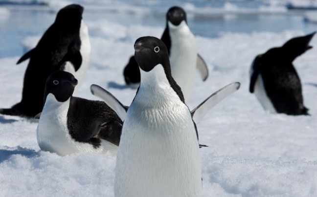 Αξιολάτρευτες πόζες πιγκουίνων από την Ανταρκτική!(pics)