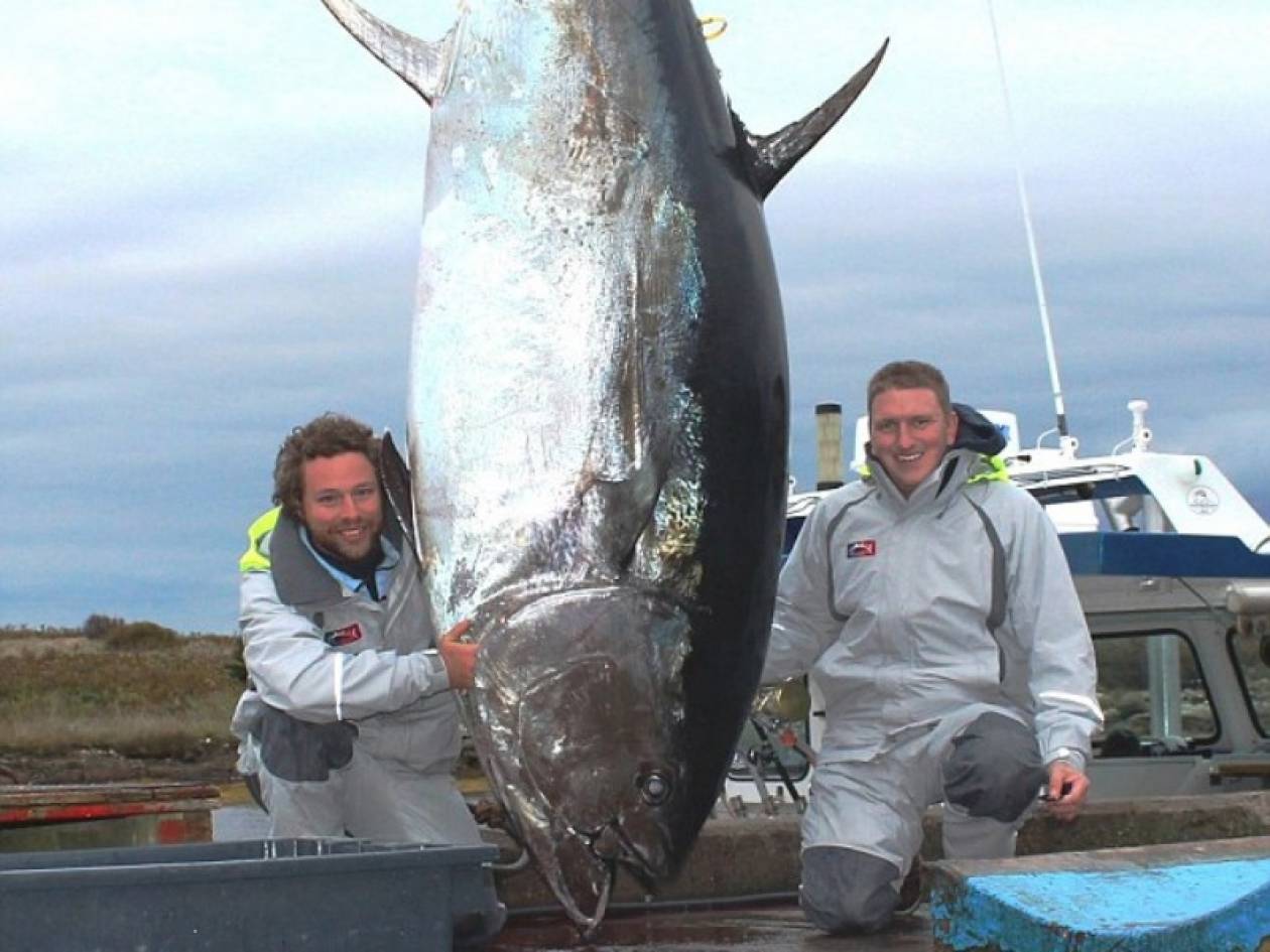 Απίστευτο: Ψάρεψαν τόνο που ζυγίζει σχεδόν... 500 κιλά!