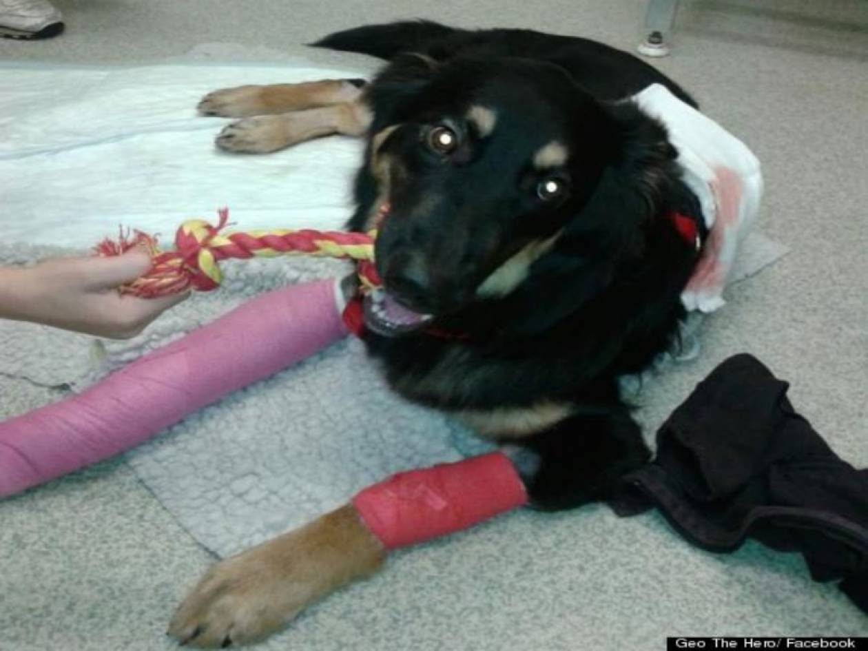 Η συγκλονιστική θυσία ενός σκύλου για να σώσει ένα 10χρονο αγοράκι!