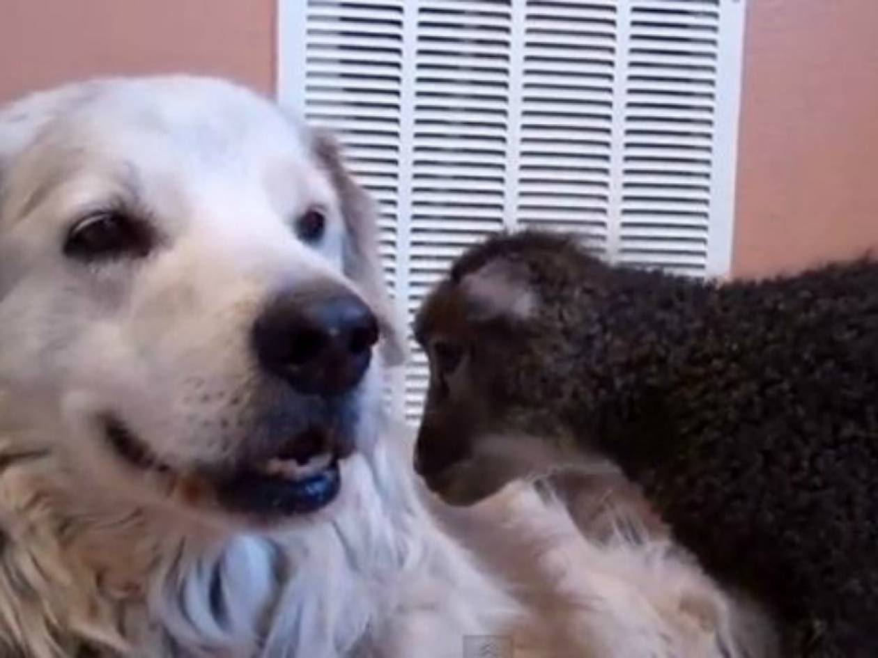 Απίθανο βίντεο: Σκύλος και αρνάκι φιλιούνται!