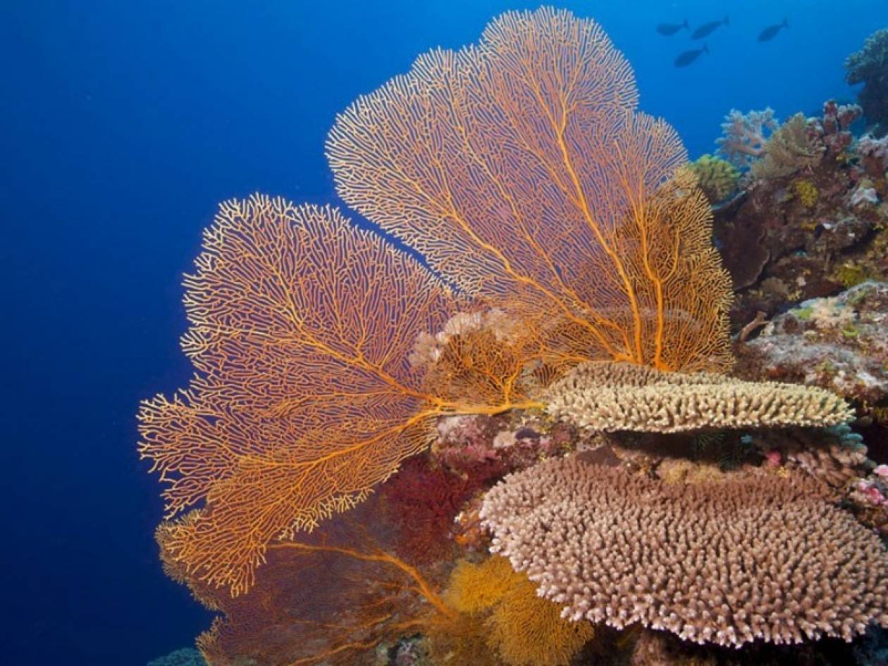 Εντυπωσιακό: Ο μεγαλύτερος κοραλλιογενής ύφαλος στον κόσμο (pics)