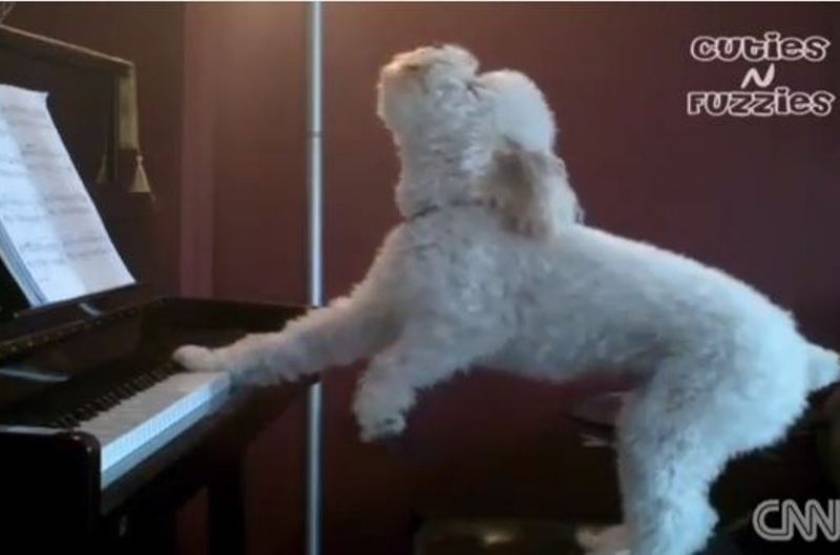 Βίντεο: Σκύλος με ταλέντο στο... τραγούδι