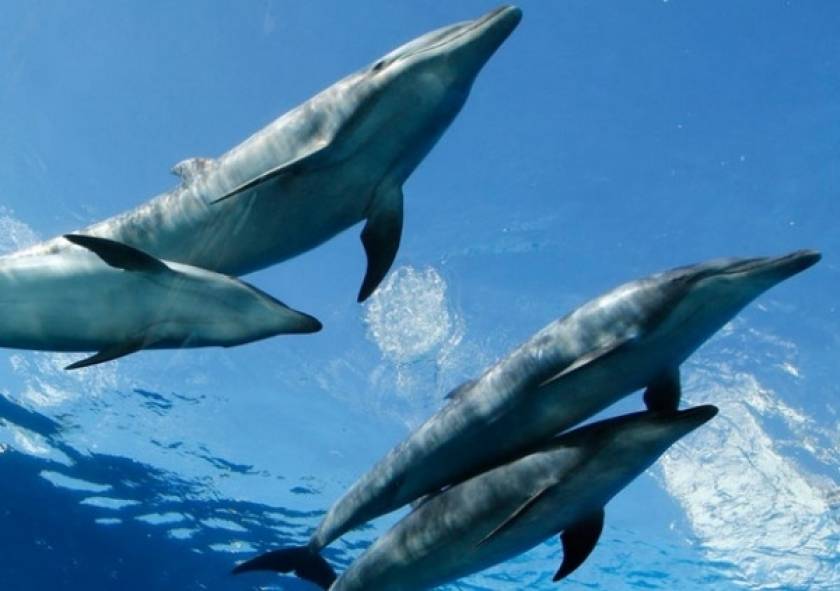 Απίστευτο-Δηλητηρίασαν δελφίνια με ναρκωτικά