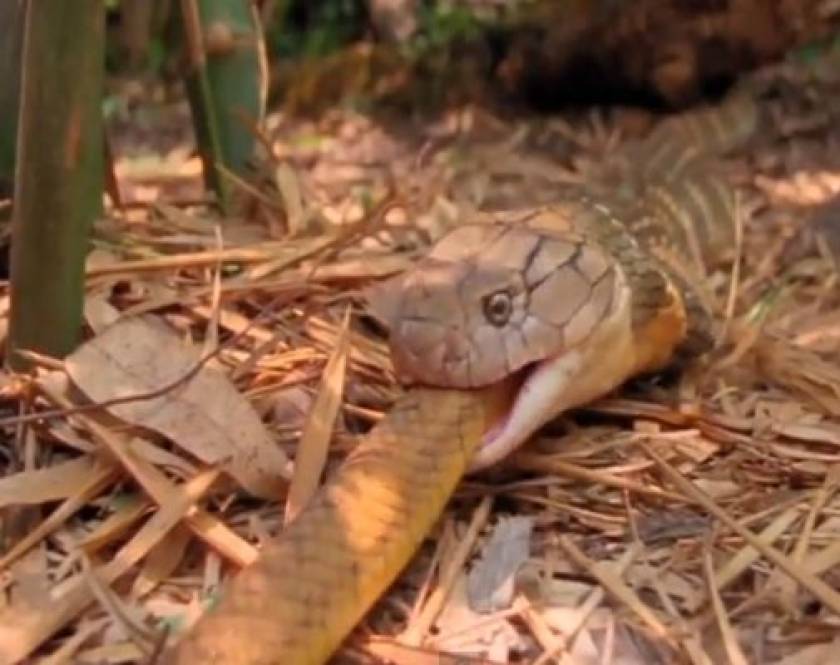 Βίντεο: Κόμπρα καταπίνει ζωντανό άλλο φίδι