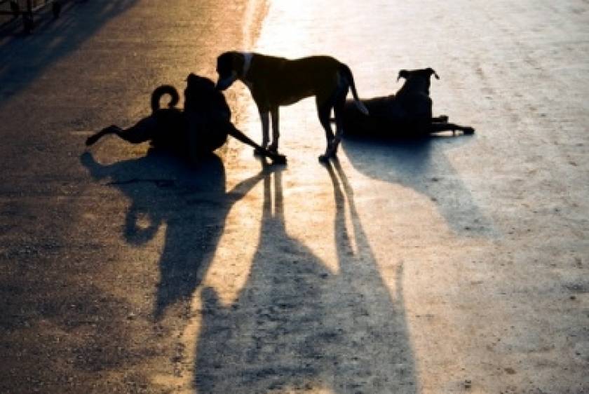 Ξάνθη: Νεκρά 15 σκυλιά από φόλα