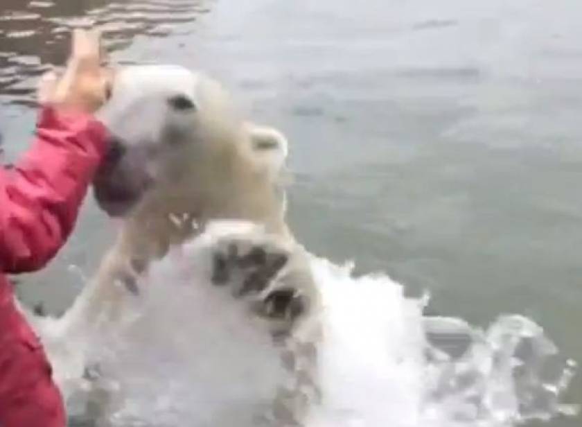 Βίντεο: Η πολική αρκούδα που εμφανίστηκε από το πουθενά