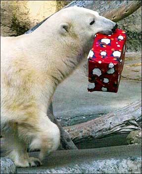 Οι πολικές αρκούδες γιορτάζουν τα Χριστούγεννα (pics)  