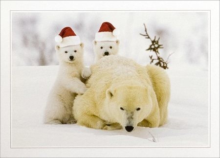Οι πολικές αρκούδες γιορτάζουν τα Χριστούγεννα (pics)  